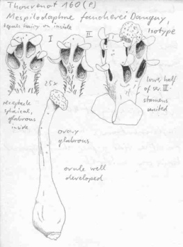 Vorschaubild Mespilodaphne faucherei Danguy